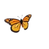 A Flying Orange Monarch Butterfly With Wings Open #6961 | Free PNG Download