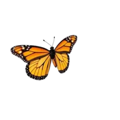 A Flying Orange Monarch Butterfly With Wings Open #6961 | Free PNG Download