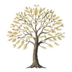 Family Reunion Tree With Names On Leaves In Vintage Style No #2354 | Free PNG Download