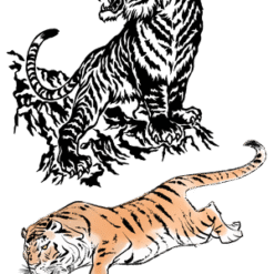 Tiger Felidae Siberian Tiger PNG Download