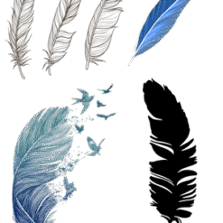 Bird Feather Natural Material Graphics PNG Download