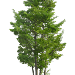 Woody Plant Evergreen Conifers PNG Download