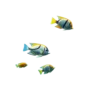 Tropical Fish Swimming Near Coral Reef Labeled Gulf Of #8366 | Free PNG Download