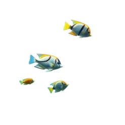 Tropical Fish Swimming Near Coral Reef Labeled Gulf Of #8366 | Free PNG Download