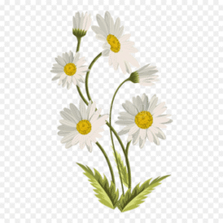 Flower Yellow Petal PNG Download