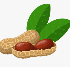 Nut Peanut Produce PNG Download