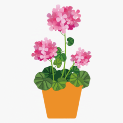 Petal Pink Clip Art PNG Download