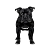 Black Pitbull Dog #4933 | Free PNG Download