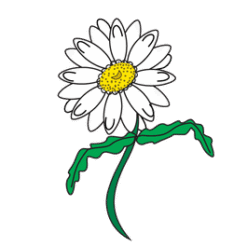 Petal Roman Chamomile Daisy Family PNG Download