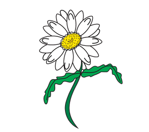 Petal Roman Chamomile Daisy Family PNG Download