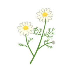 Flower Petal Roman Chamomile PNG Download