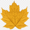 Leaf Yellow Maple Leaf PNG Download