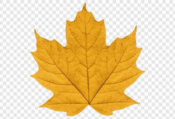 Leaf Yellow Maple Leaf PNG Download