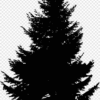 Branch Woody Plant Larch PNG Download