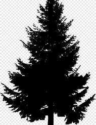 Branch Woody Plant Larch PNG Download