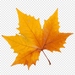 Leaf Yellow Orange PNG Download