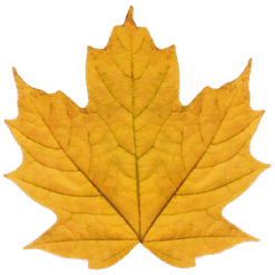 Yellow Sugar Maple Maple Leaf PNG Download