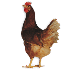 Bird Chicken Phasianidae PNG Download