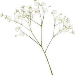 Flowering Plant Pedicel Plant Stem PNG Download