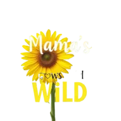 Sunflower Field Background With Mamas Love Grows Wild Bold #9445 | Free PNG Download