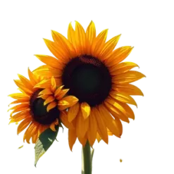 Sunflower Summer Vibes 1988 #1 | PNG Clipart #770