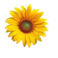 Sunflower Summer Vibes 1988 #2 | Free PNG Download #969
